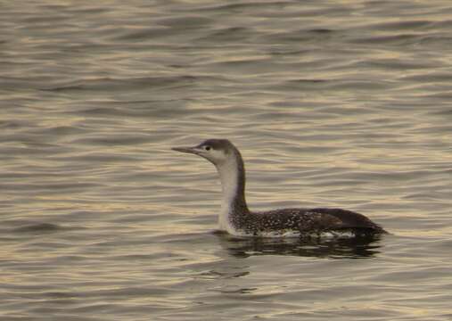 Image of Red-throated Diver