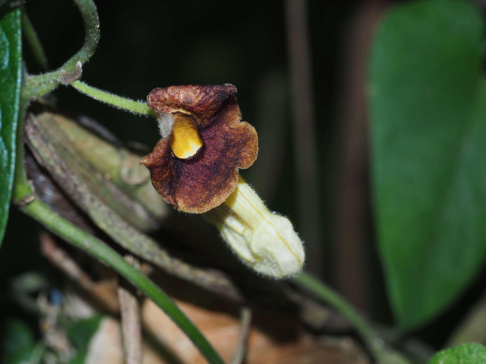 Plancia ëd Aristolochia kaempferi Willd.