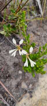 Image of Pelargonium trifoliolatum (Eckl. & Zeyh.) Steud.