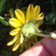 Imagem de Cuspidia cernua subsp. cernua