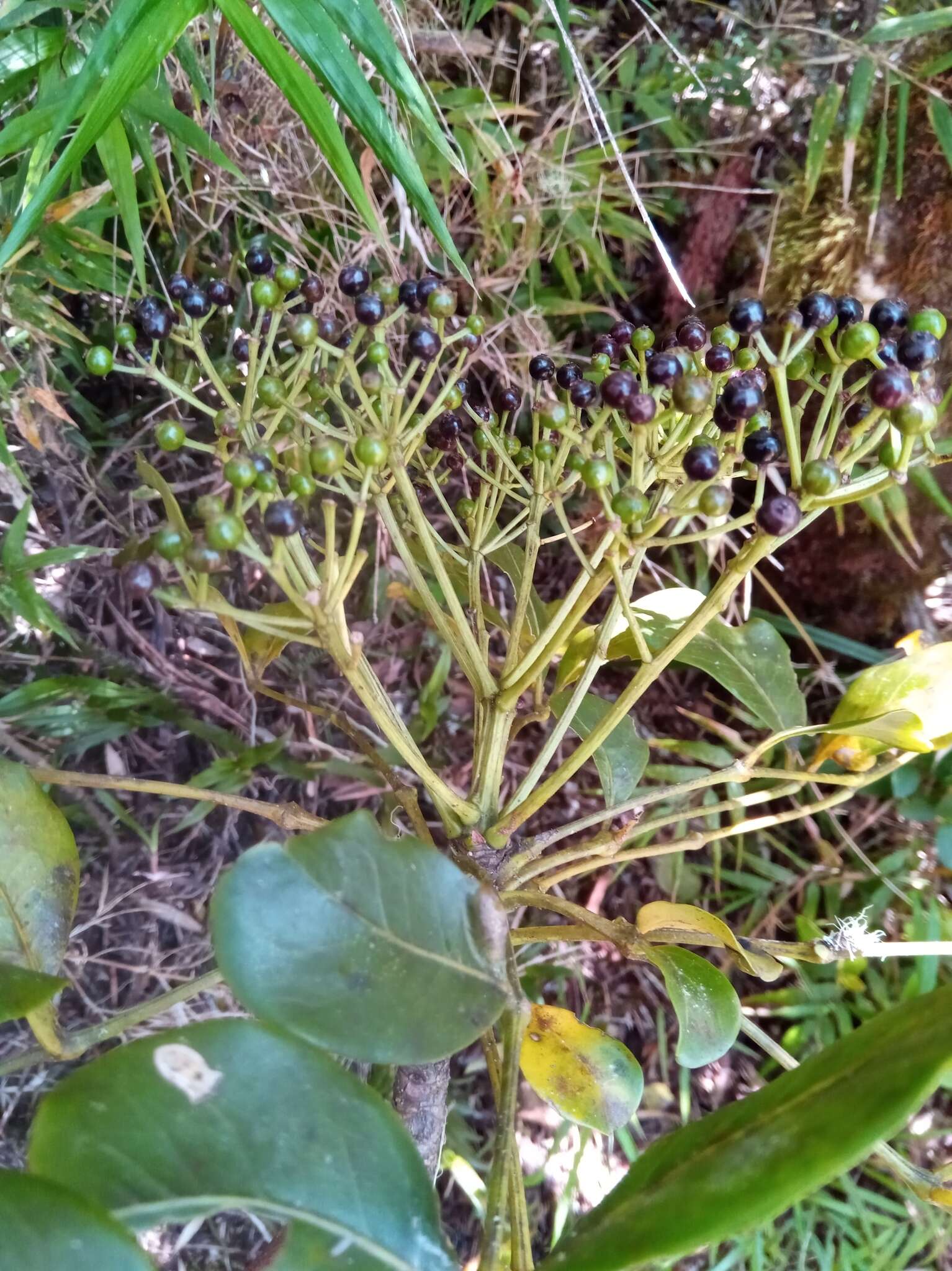 Image de Polyscias fraxinifolia (Baker) R. Vig.