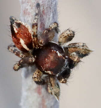 Image of Habronattus peckhami (Banks 1921)