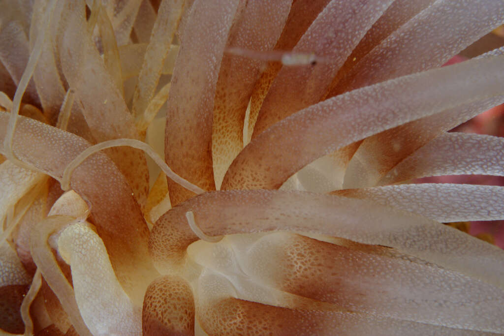 Image of Berried anemone