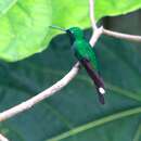 Image of Rufous-vented Whitetip