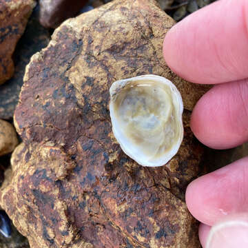 Image of Olympia oyster