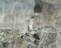 Image of Washington ground squirrel