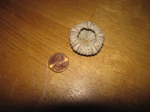 Image of Atlantic purple sea urchin