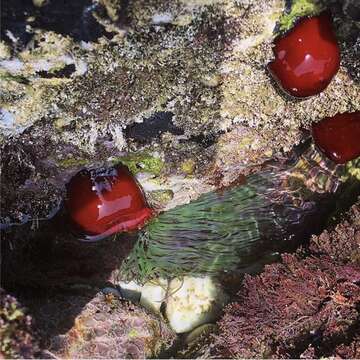 Image of Actinia mediterranea Schmidt 1971