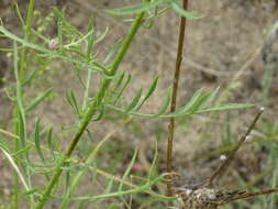 Image of Klasea centauroides (L.) Cass.