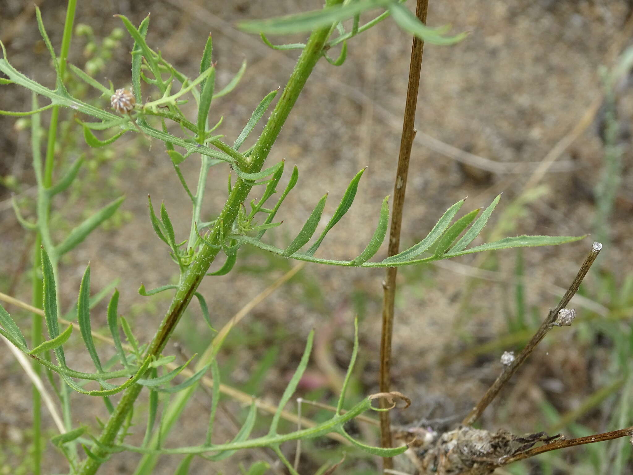 صورة Klasea centauroides (L.) Cass.