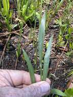 Image of Coastal-Plain Silk-Grass