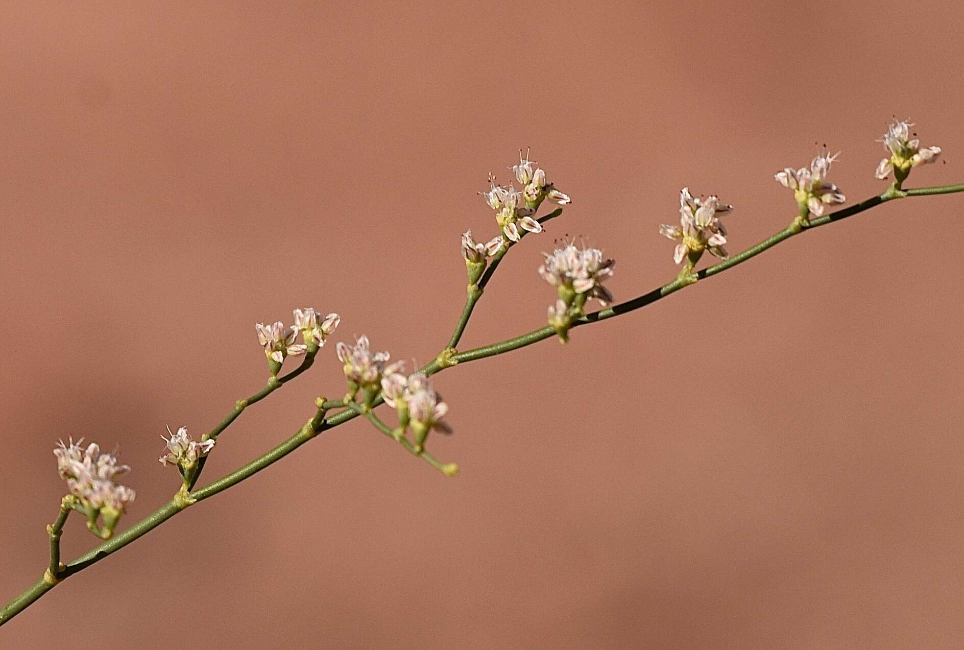 Image of Eriogonum exaltatum M. E. Jones