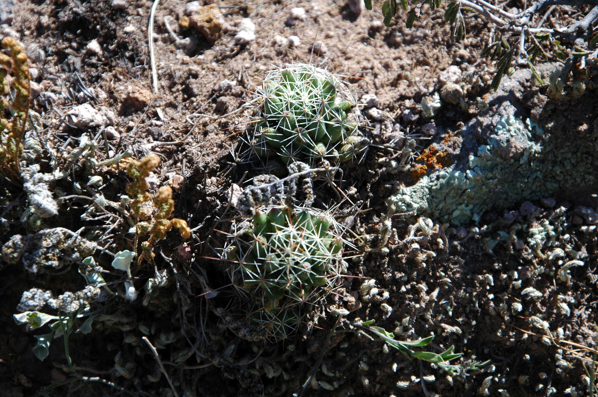 Image de Mammillaria decipiens subsp. decipiens