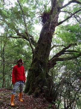 Image of Carpinus kawakamii Hayata