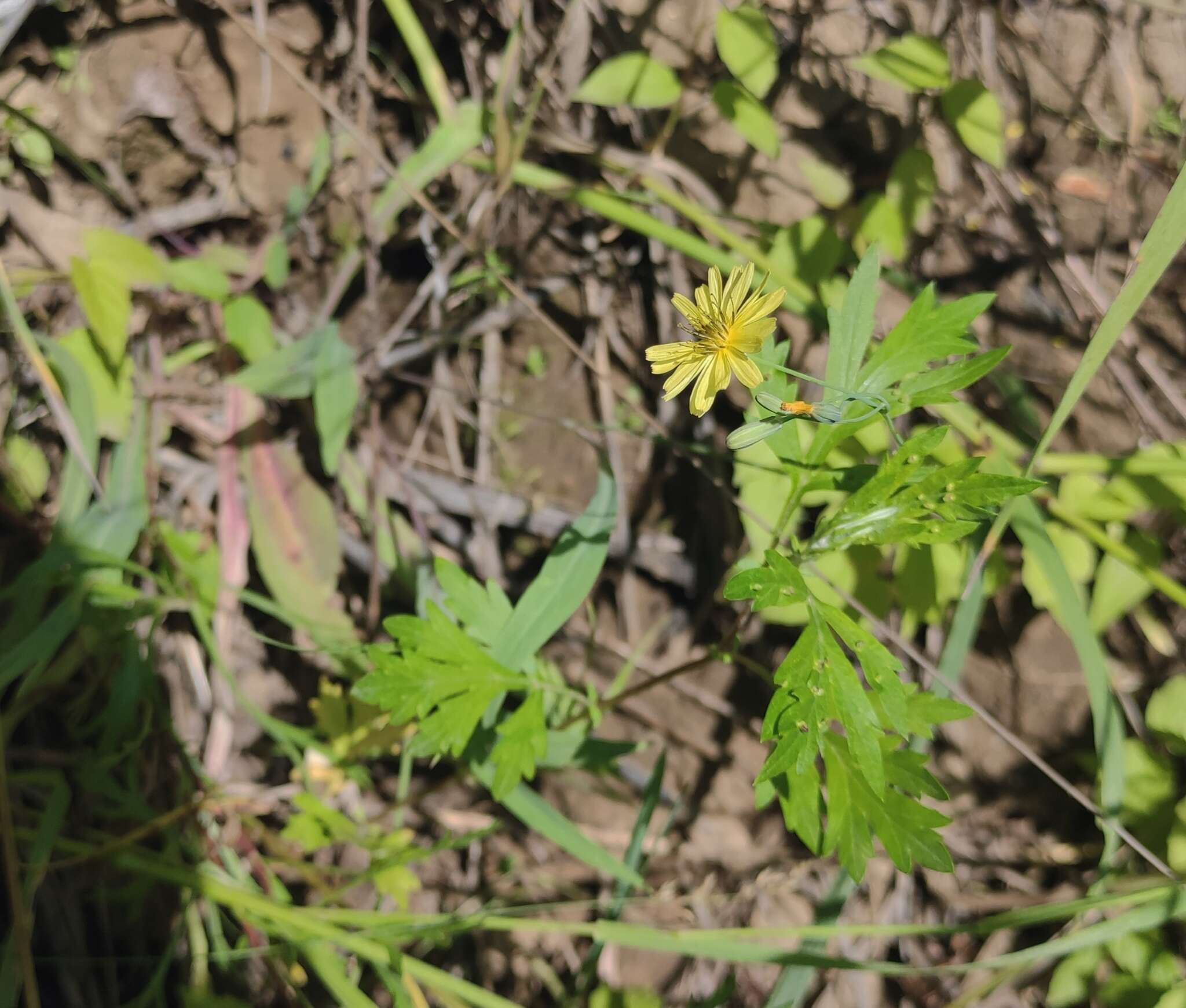 Image of Ixeris chinensis subsp. versicolor (Fisch. ex Link) Kitam.