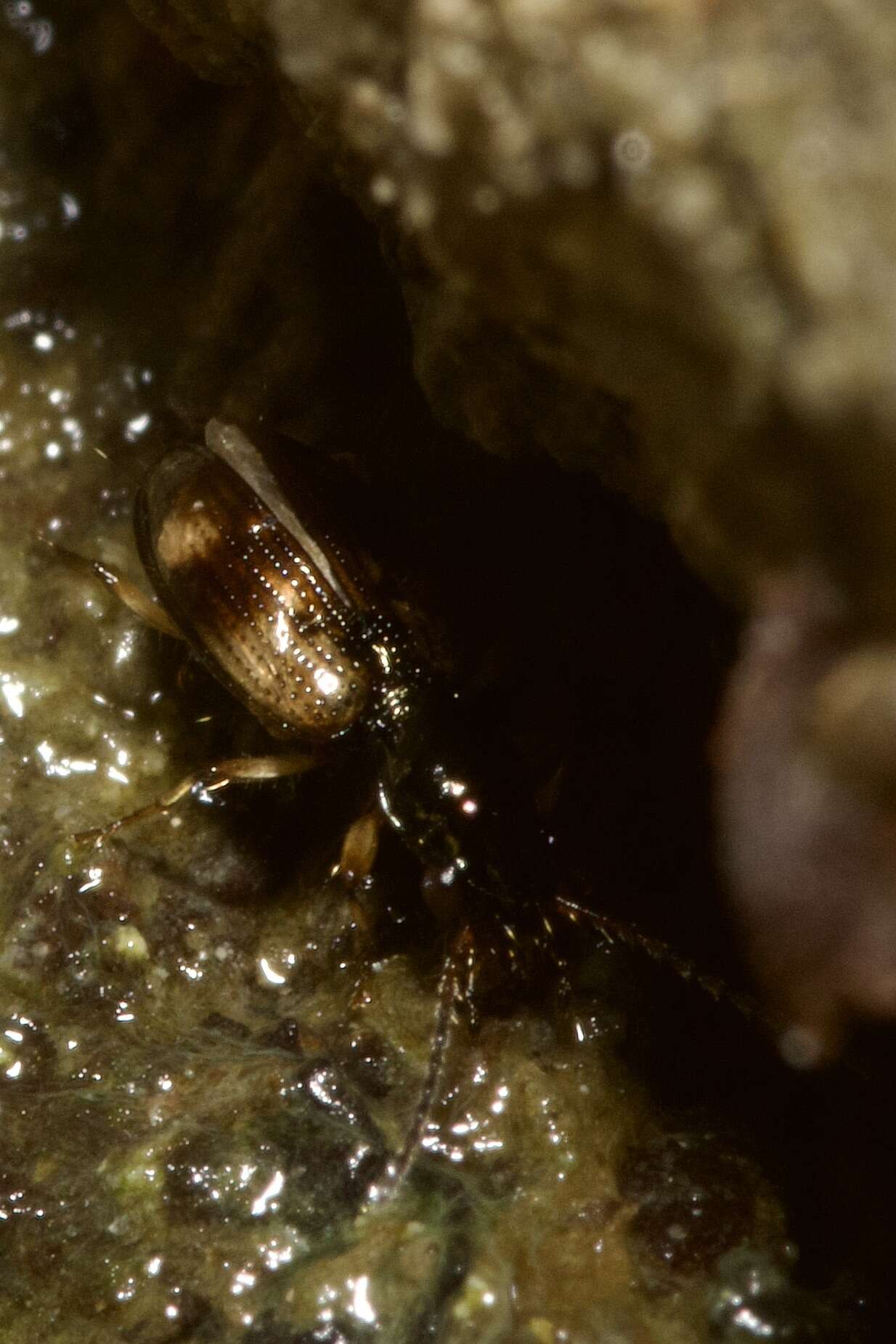 Image of Bembidion (Trepanes) articulatum (Panzer 1796)