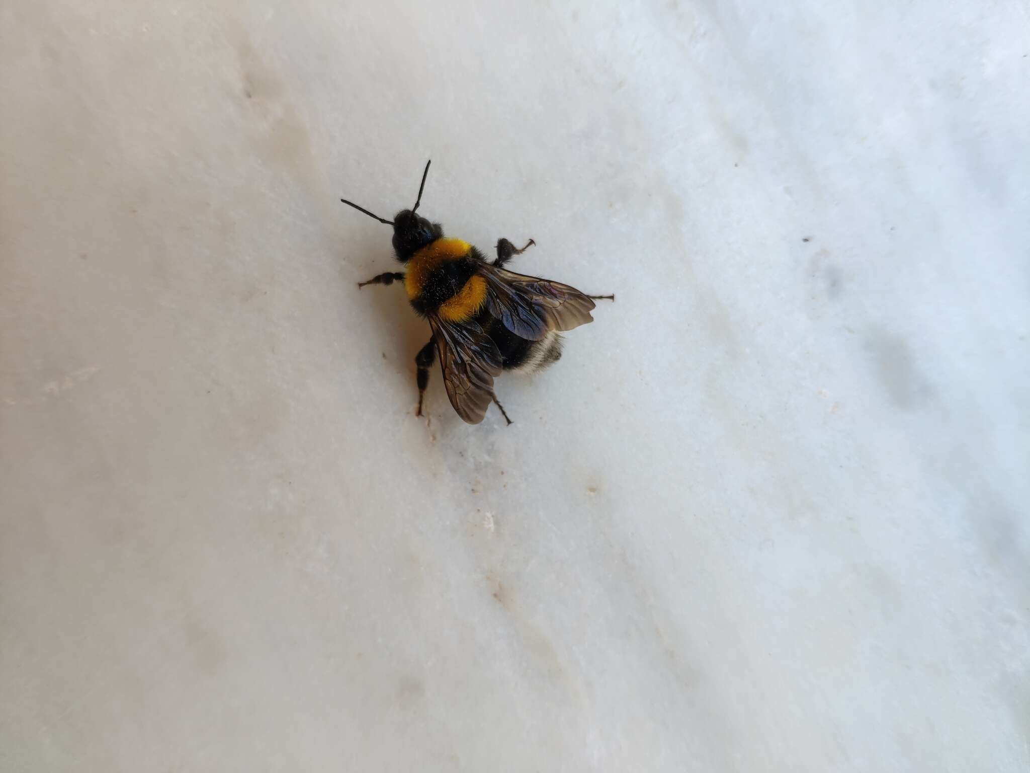 Слика од Bombus argillaceus (Scopoli 1763)