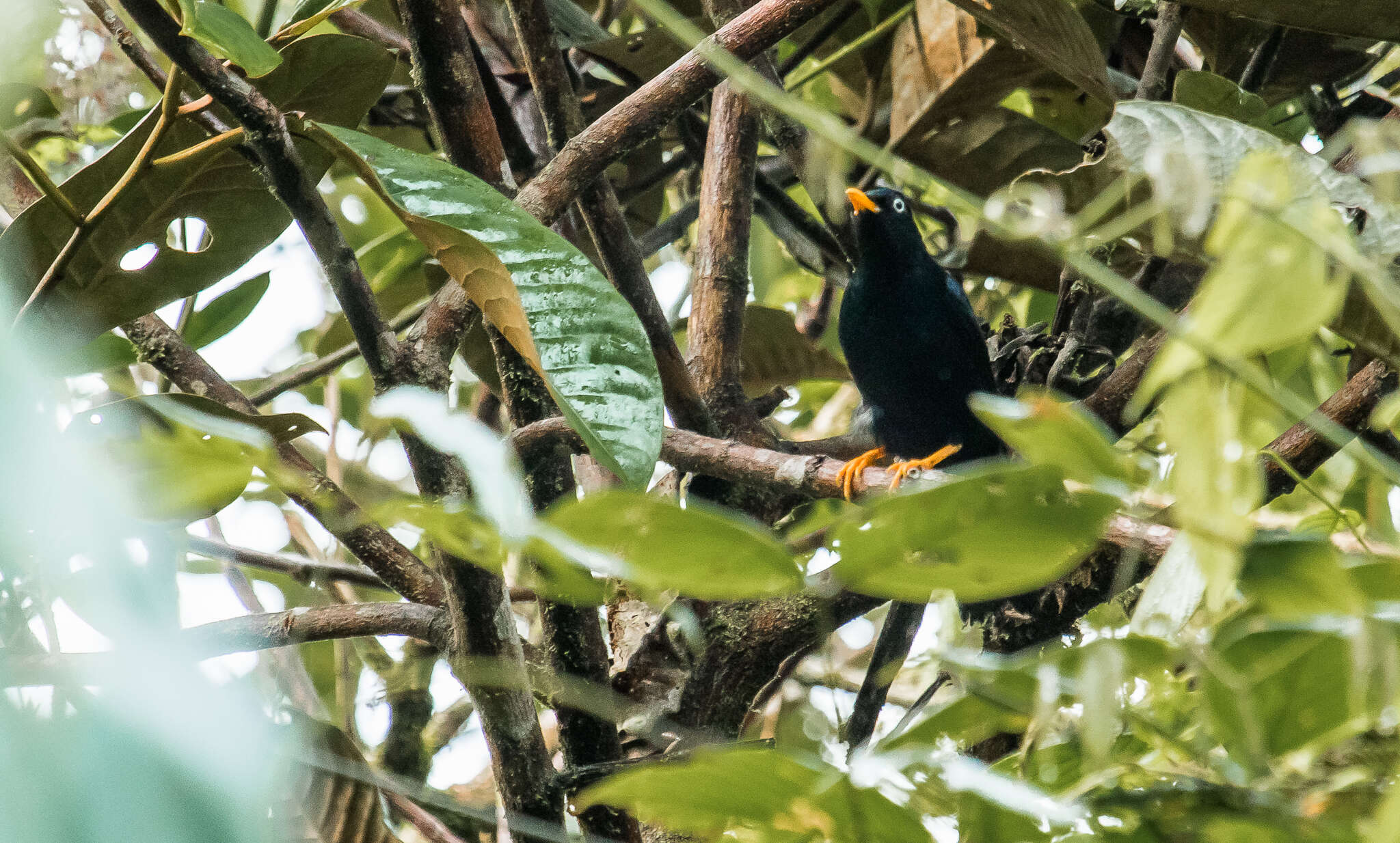 Image of Pale-eyed Thrush