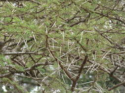 Image of umbrella thorn