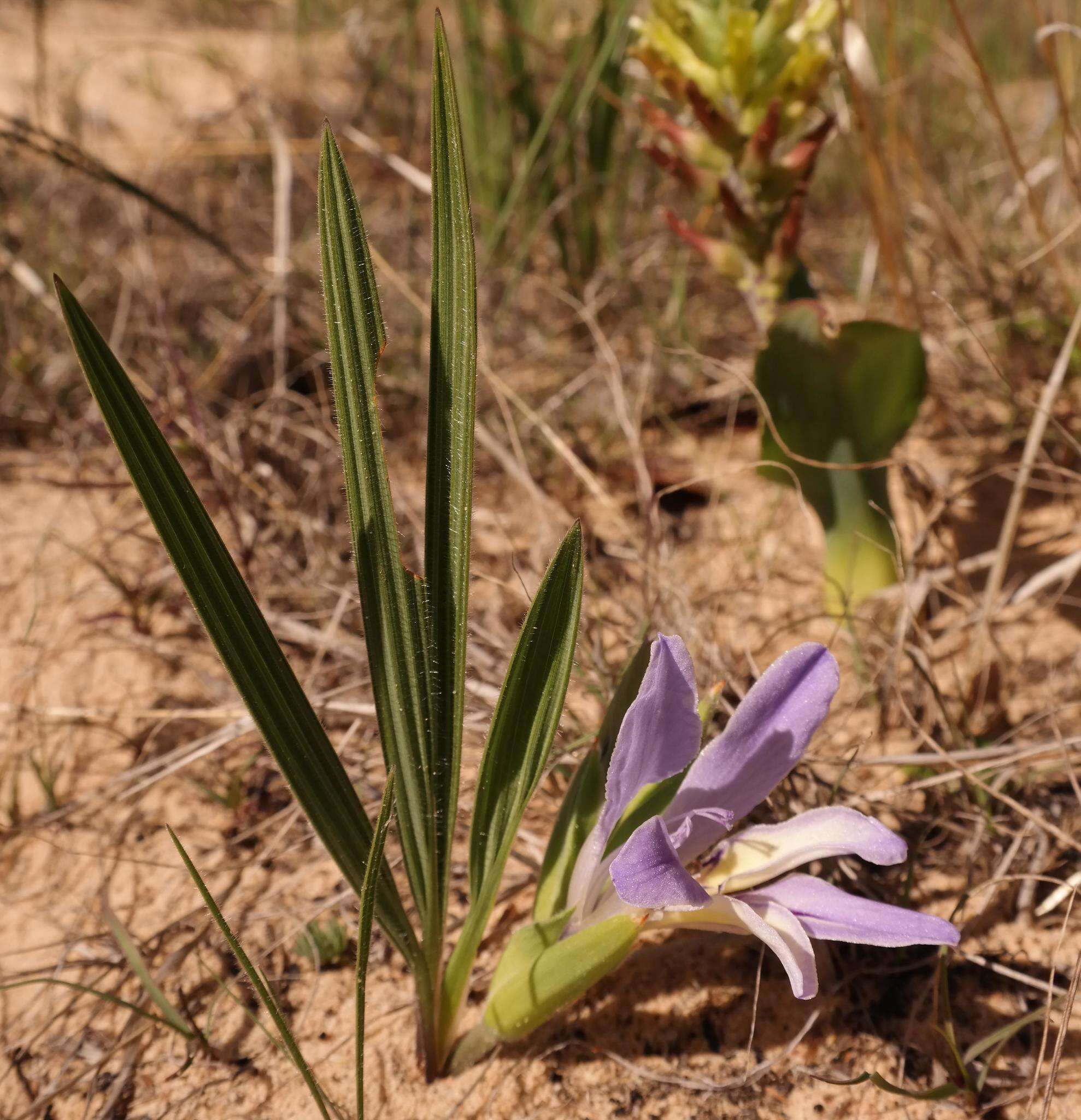 Image of Babiana nana subsp. maculata (Klatt) Goldblatt & J. C. Manning