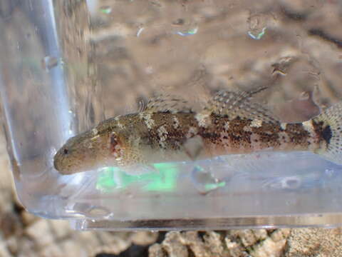 Chaenogobius annularis Gill 1859 resmi