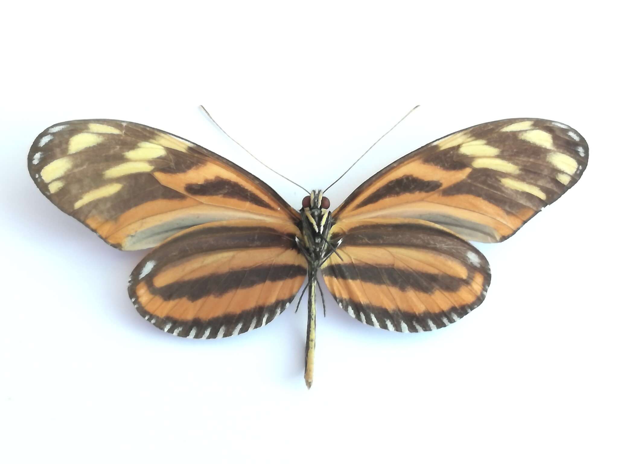 Image of Heliconius ismenius telchinia Doubleday (1847)