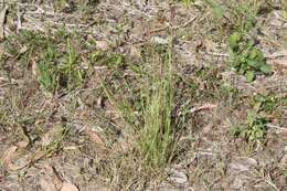 Image of Eragrostis spartinoides Steud.