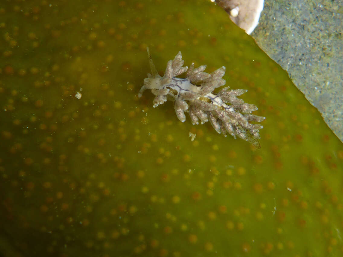 Image of Eubranchus olivaceus (O'Donoghue 1922)