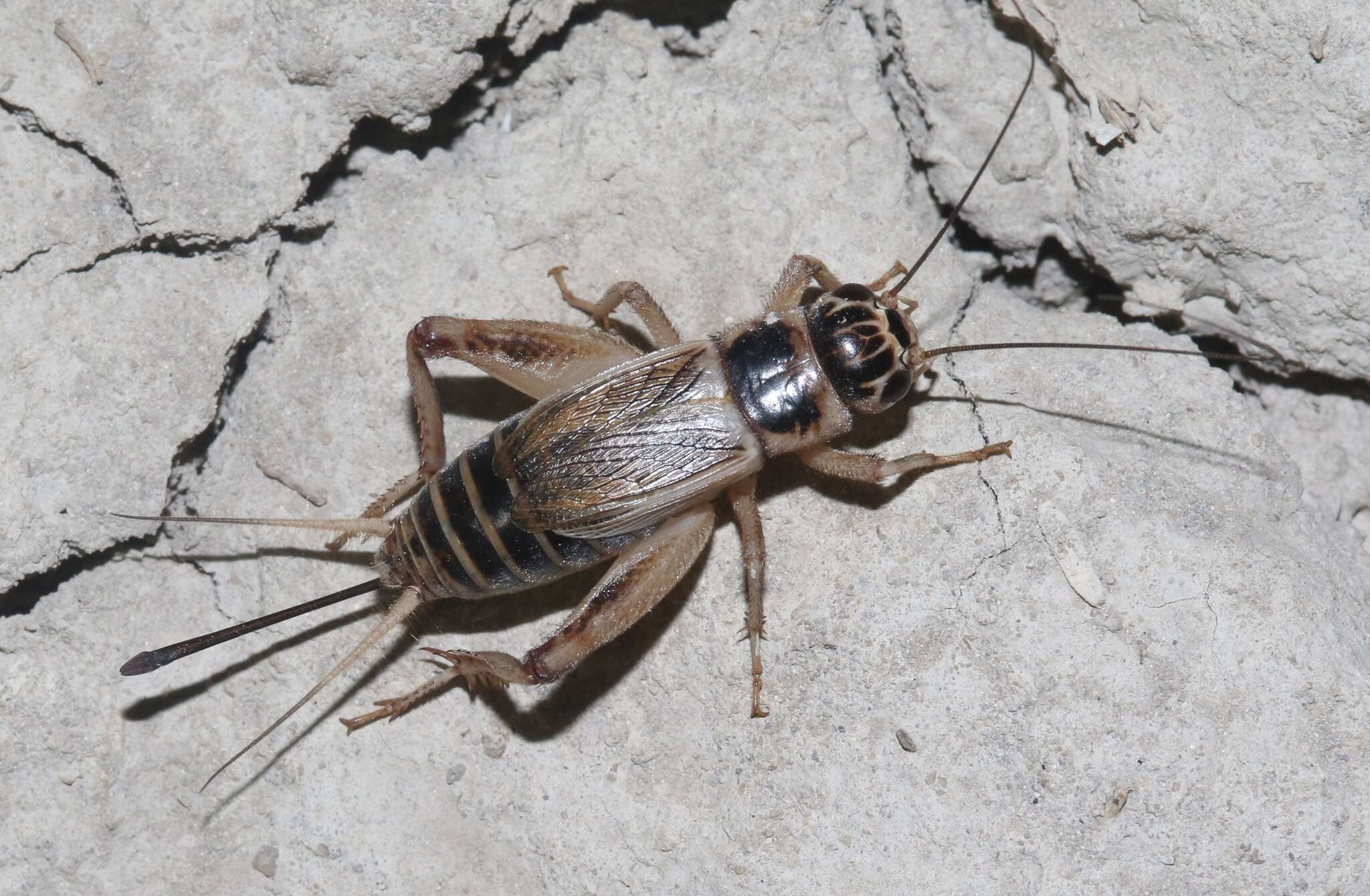 Image of Badlands Cricket