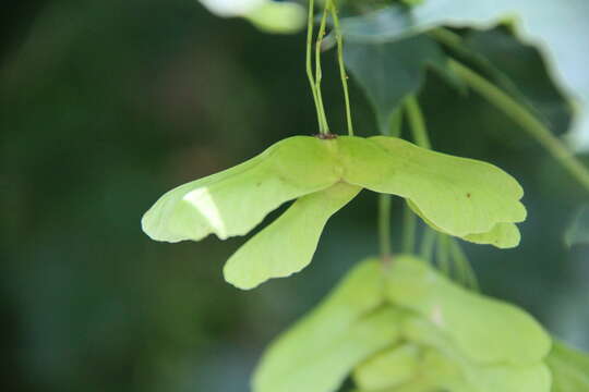 Acer cappadocicum subsp. cappadocicum resmi