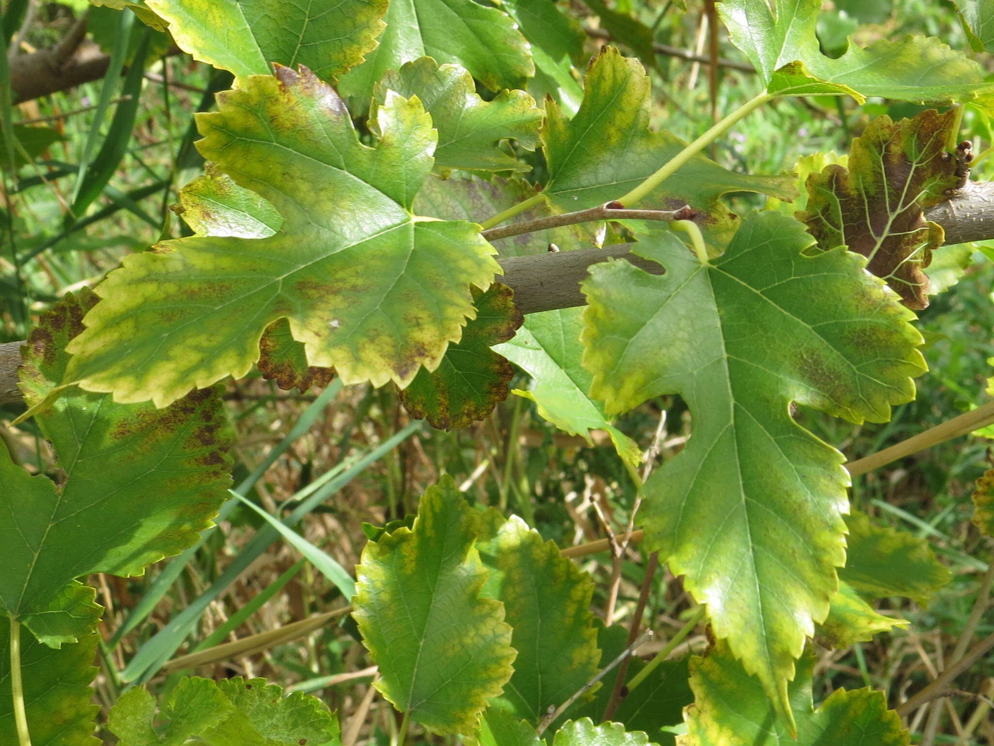 Image of white mulberry