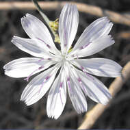 Image de Stephanomeria virgata Benth.