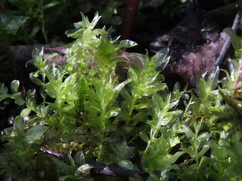 Image of elliptic plagiomnium moss