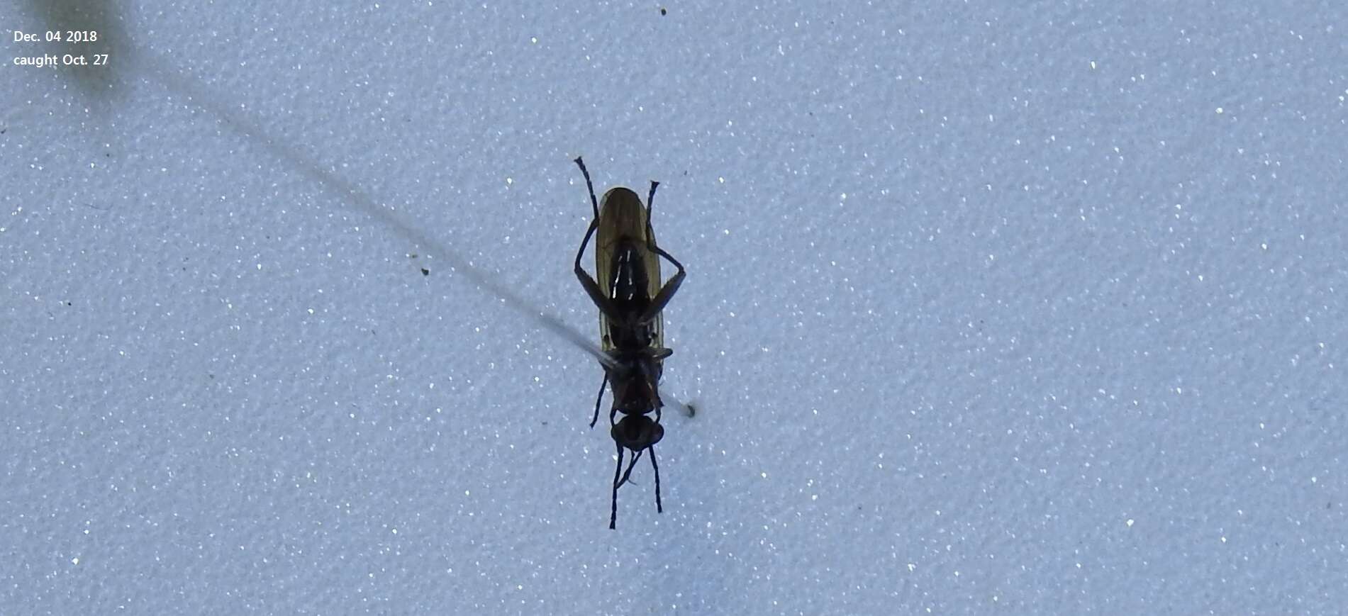 Image of Marsh fly