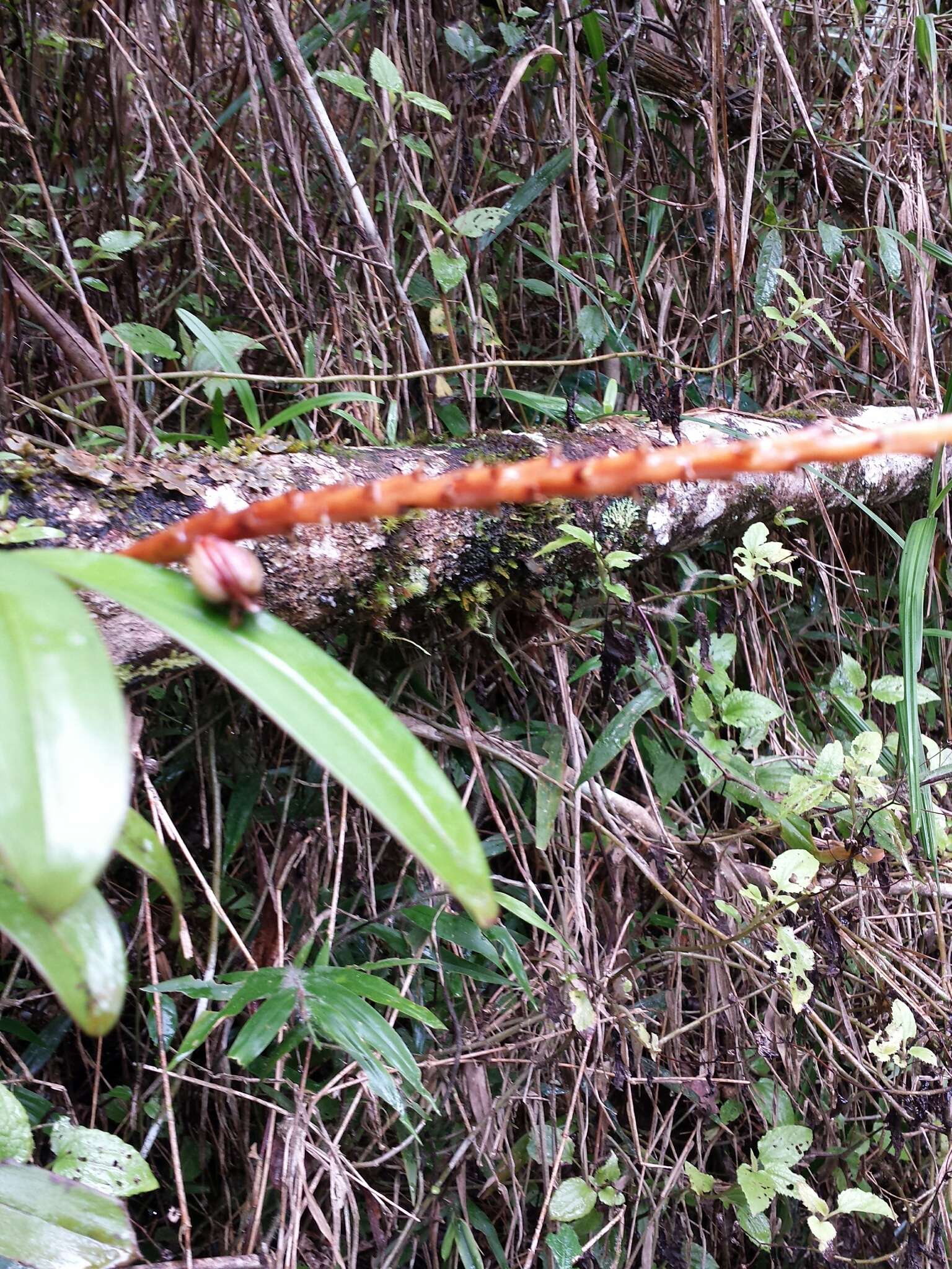 Image of Bulbophyllum auriflorum H. Perrier