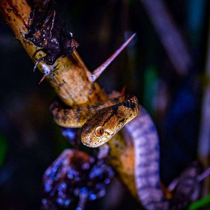 Image of Keeled Slug-eating Snake