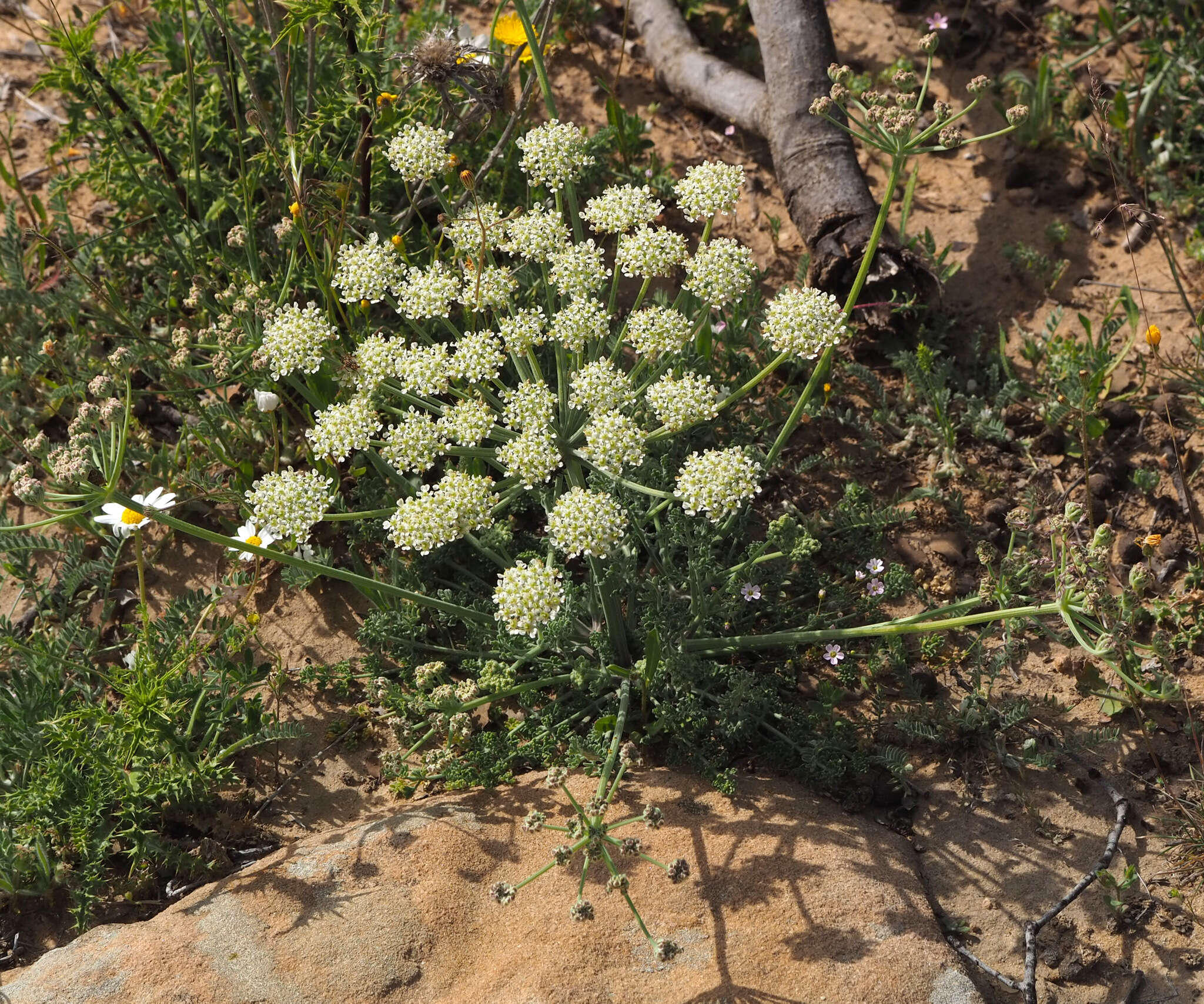 Image of Zosima absinthifolia (Vent.) Link