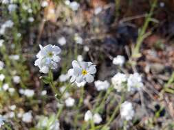 Plancia ëd Plagiobothrys nothofulvus (A. Gray) A. Gray