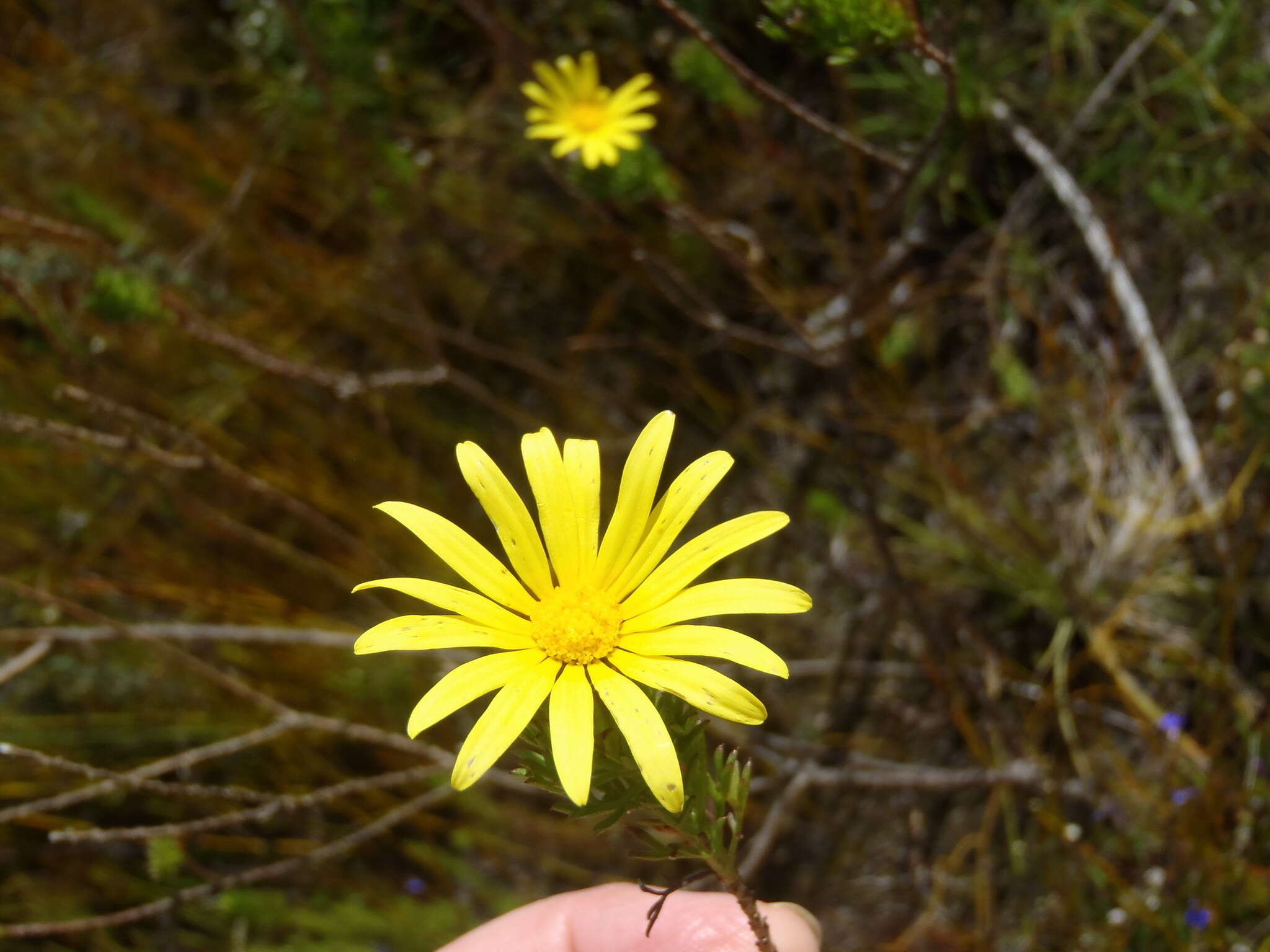 Ursinia paleacea (L.) Moench resmi