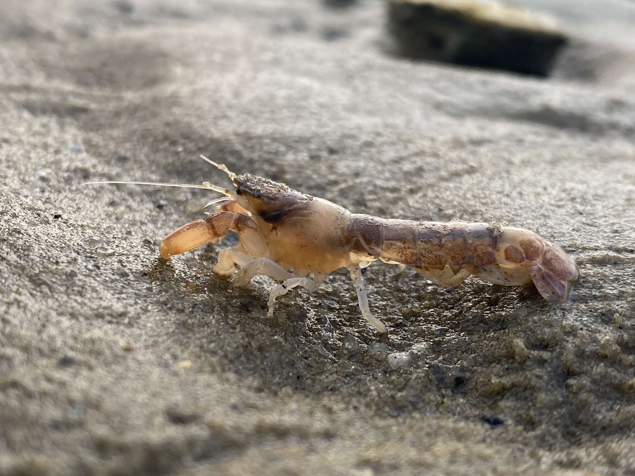 Image of coastal mud shrimp