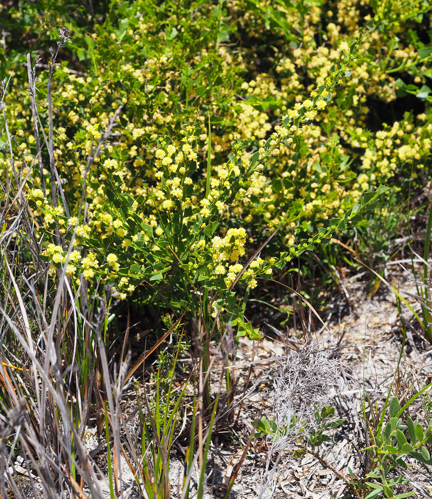 Acacia littorea Maslin的圖片