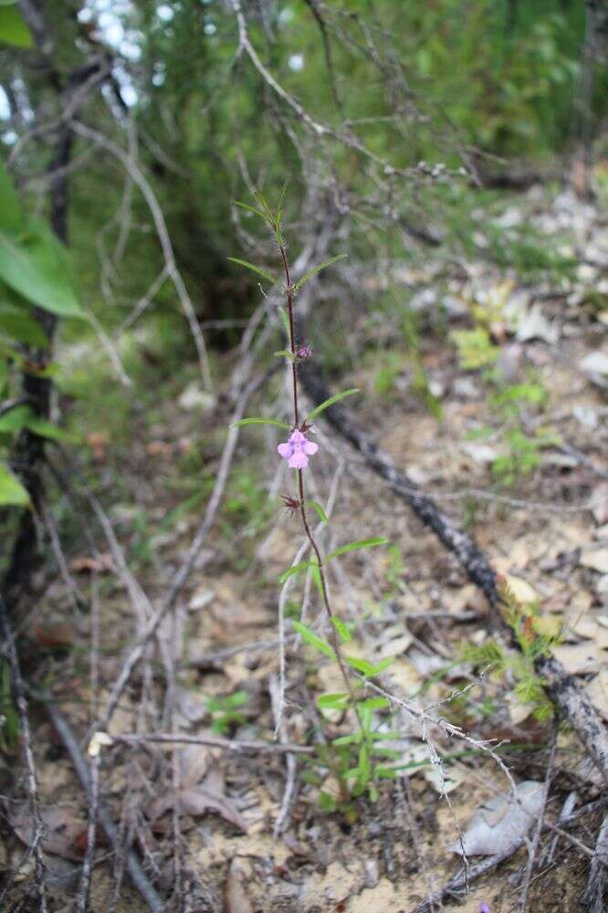 Image of Hemigenia pritzelii S. Moore