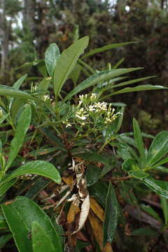 Olearia viscosa (Labill.) Benth. resmi