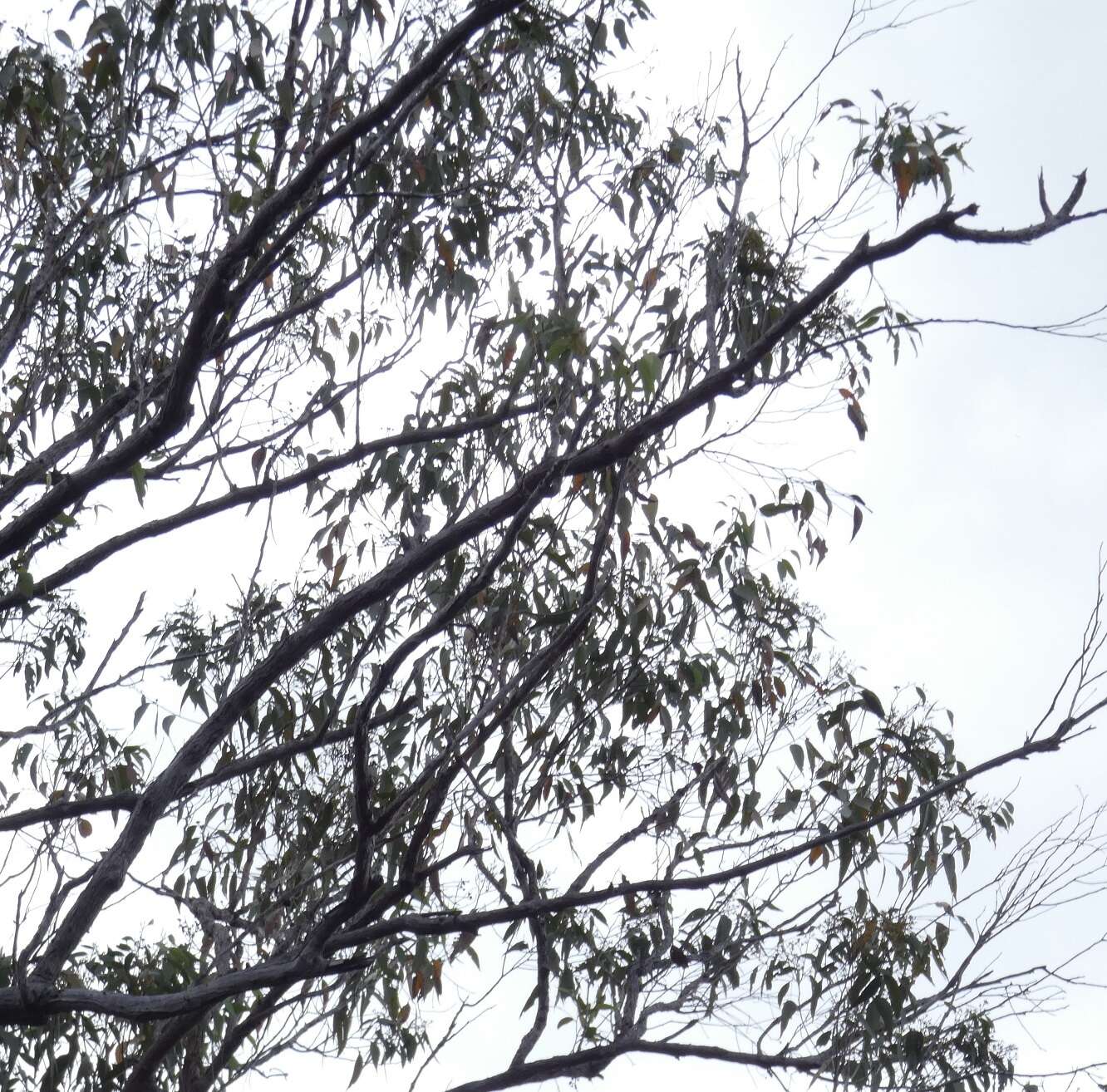 Plancia ëd Eucalyptus exserta F. Müll.