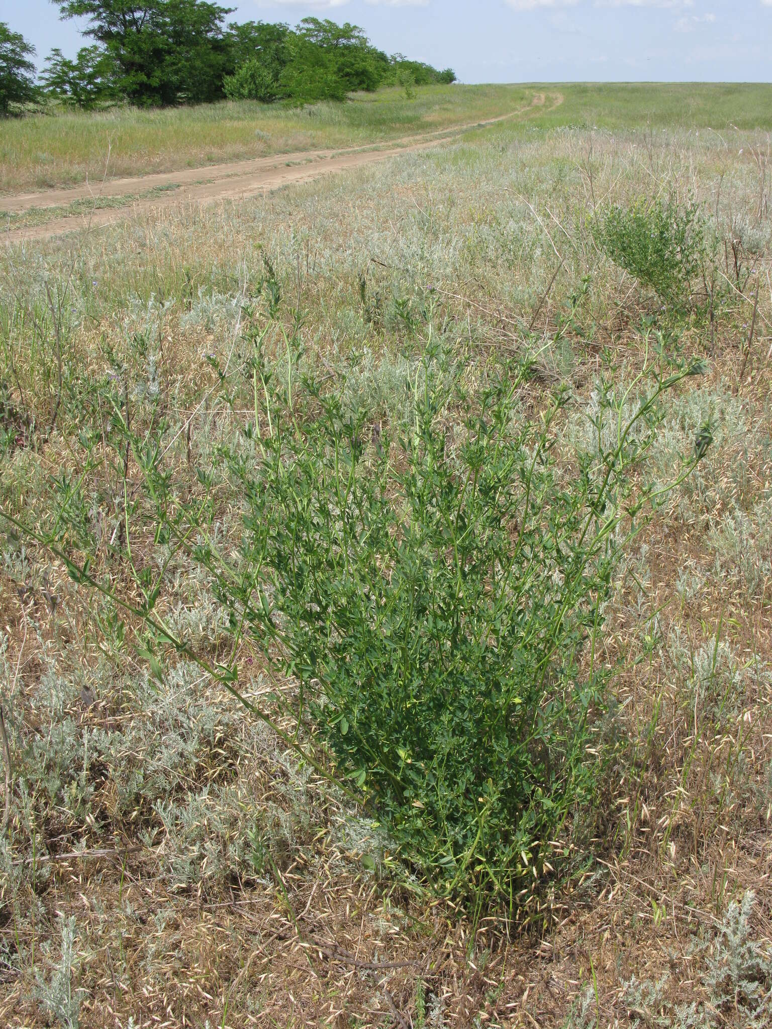 Plancia ëd Trigonella procumbens (Besser) Rchb.