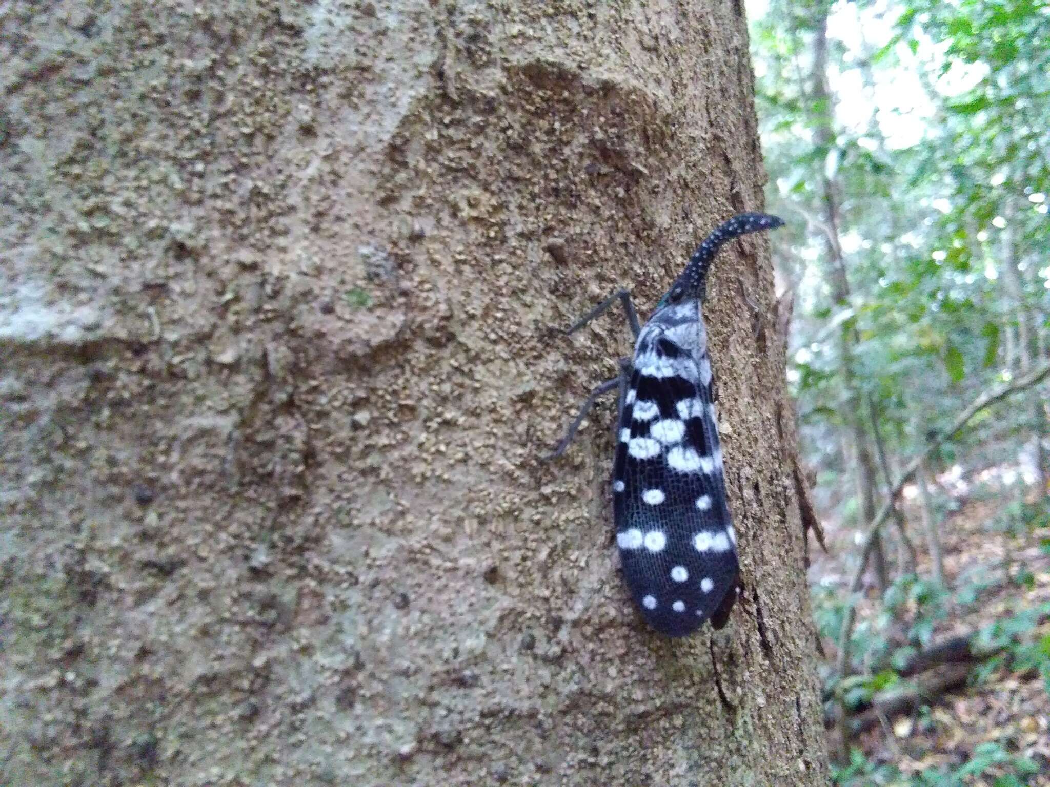 Image of Pyrops maculatus (Olivier 1791)