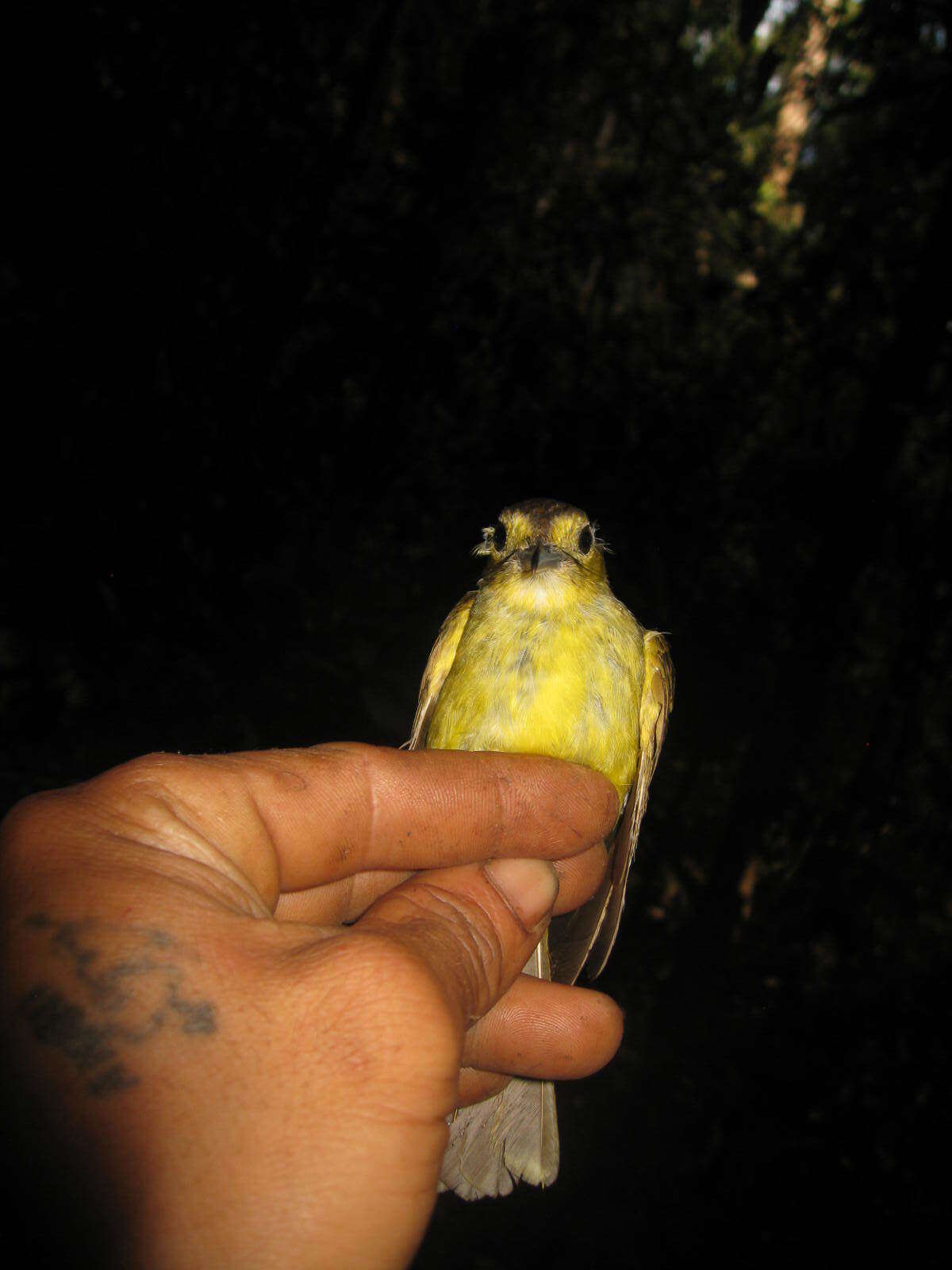 Image of Tricholestes Salvadori 1874