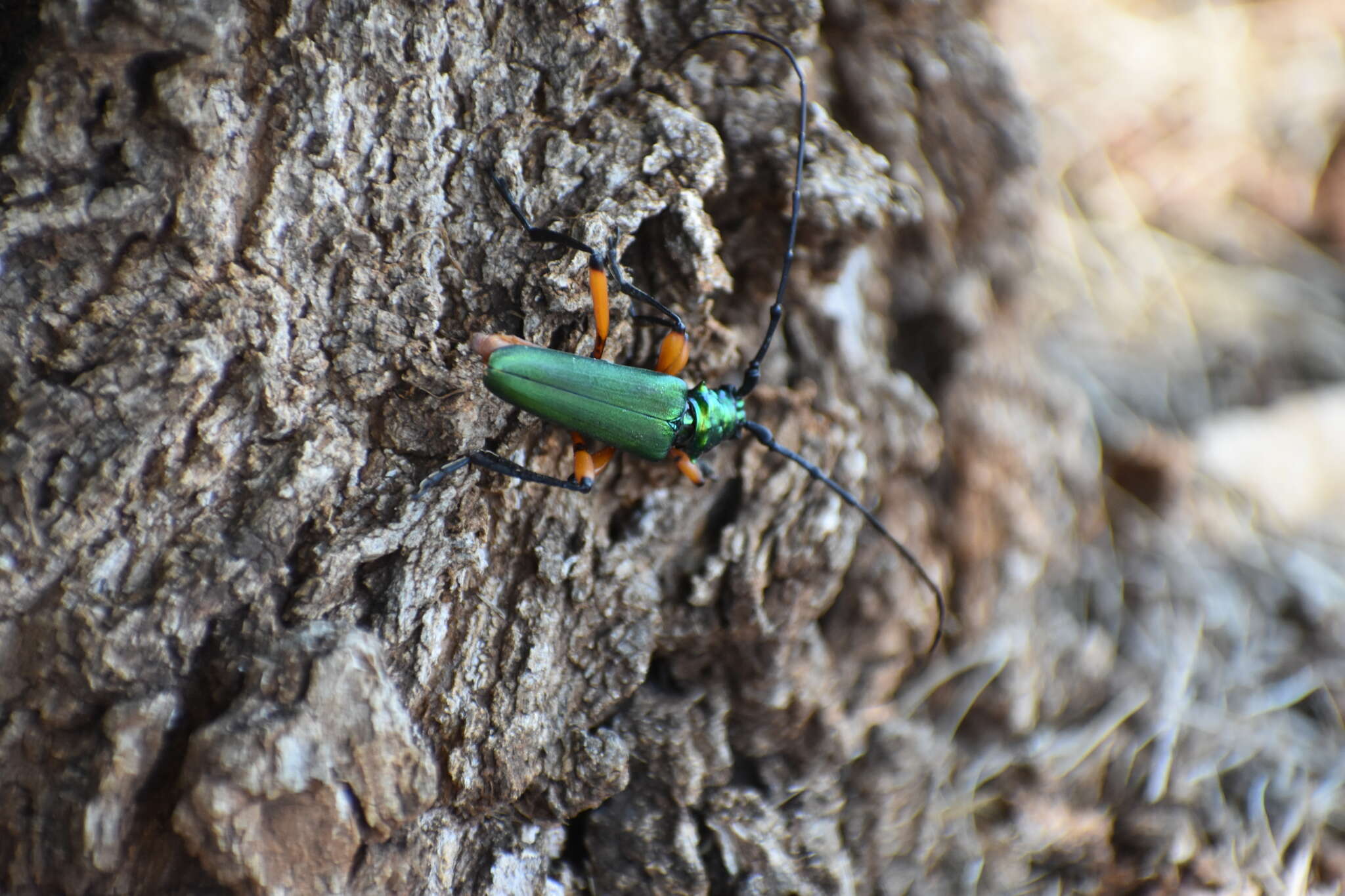 Plinthocoelium suaveolens (Linné 1768)的圖片