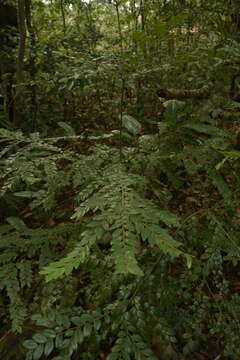 Sivun Diospyros buxifolia (Blume) Hiern kuva