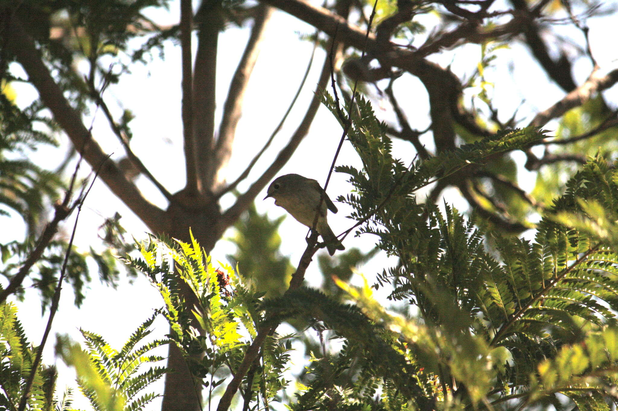 Image of Ruby-crowned Kinglet